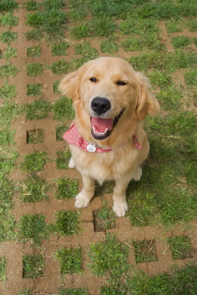 Fotografia de un hotel de mascotas en Costa Rica